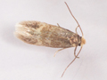 Stigmella lapponica